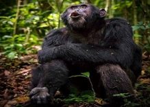 3 days gorilla tracking Safari Uganda