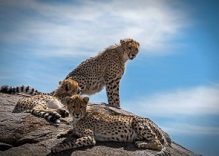 Combined East Africa Safari: 7 Days Best of Kenya and Tanzania Safari