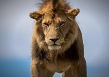 5 days Tanzania Budget Safari (Camping)