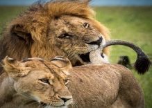 3 days Budget Tanzania Safari (Camping)