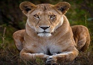 tansania safari