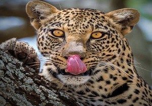 tansania safari tours