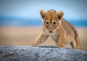 Tanzania budget safaris