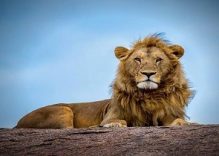 5 Day Luxury Safari Tanzania