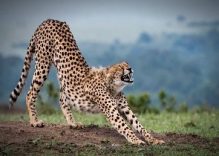 4 Day Tarangire or Manyara, Serengeti, Ngorongoro Tanzania Luxury Tours