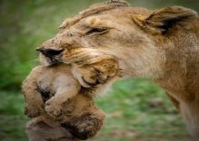 6 Days Tanzania Luxury tour