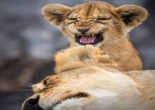 7 days Tanzania Luxury Safari