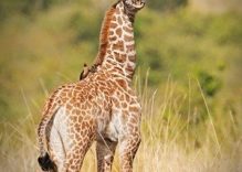 6 Days Luxury Safari Tanzania