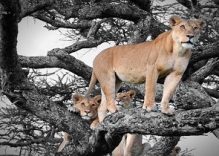 Serengeti National Park