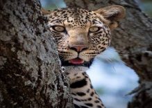 2 Days Luxury Tanzania safaris