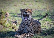 6 Day Kenya Tour safari to Mara, Naivasha, Nakuru, Amboseli (Budget)