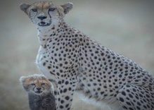 3 Days Masai Mara Joining Safari (Luxury Group Tour)