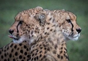 cheeth tours kenya