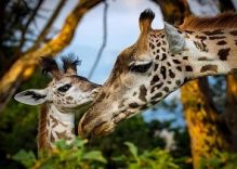 Private Excursion Kenya Trip: Nairobi Giraffe Centre Kenya Tour