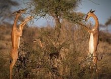 Tsavo West National Park