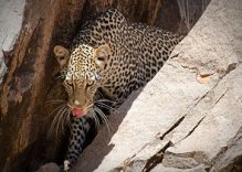 3 Day Kenya Lakes Safari tours (Nakuru, Baringo, Bogoria, Naivasha)