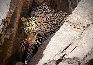 leopard safari tour