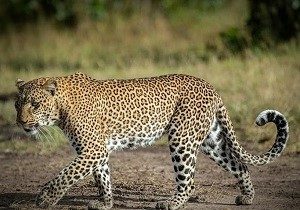 kenya safari tours