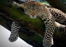 Africa Safaris Information Hub