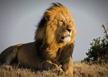 Top 5 Most beautiful Wildlife Safari Places in Kenya