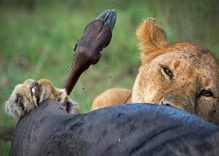6 days Lakes Bush Tour Kenya (budget)