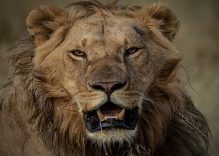 5 Days Kenya Budget Safaris to Aberdare, Nakuru, Masai Mara (Camping)