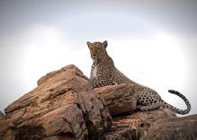 Mt. Longonot, Naivasha Kenya Climbing Boating Day Tour Adventure