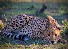 4 days Mara, Nakuru Best Kenya safari with Hot air Balloon (budget)