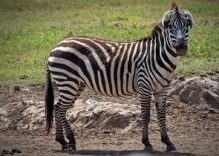 Amboseli National Park