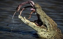 Crocodile feasting during wildlife Migration Kenya safari