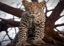 2 Days Masai Mara camping safari Tour (Budget)