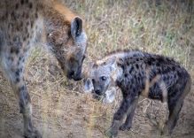 9 Days Kenya Bush Lakes Tour Safaris (budget)