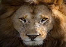 2 Days Masai Mara Air & Road Kenya luxury Tour with Hot Air Balloon