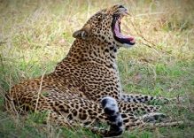 16 days Discover Kenya Tour (budget)