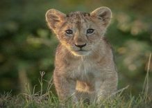 10 Days Book All Tours Kenya parks and Reserves (Budget)
