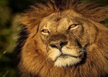 3 Days Masai Mara, Lake Naivasha Kenya safaris (Camping)