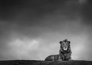 safari tour in kenia