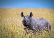 6 Day Mara, Nakuru, Amboseli Safaris Kenya (camping)
