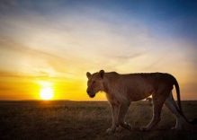 Wildebeest Migration Safari