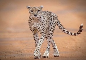 cheetah Kenya tour