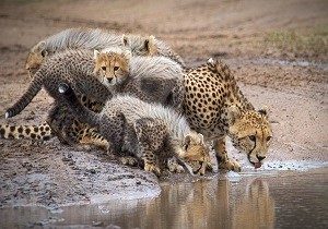 cheeth safaris