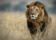 Masai Mara: The world’s natures paradise