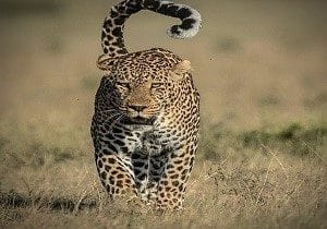 kenya leopard safaris