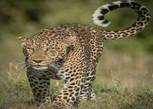3 day Kenya flying camp safari in Masai Mara with balloon (Budget)