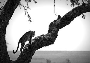 leopard safaris