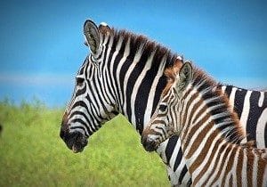 tanzania holidays