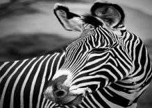 Kenya safari Group Tour: 7 day budget Tour
