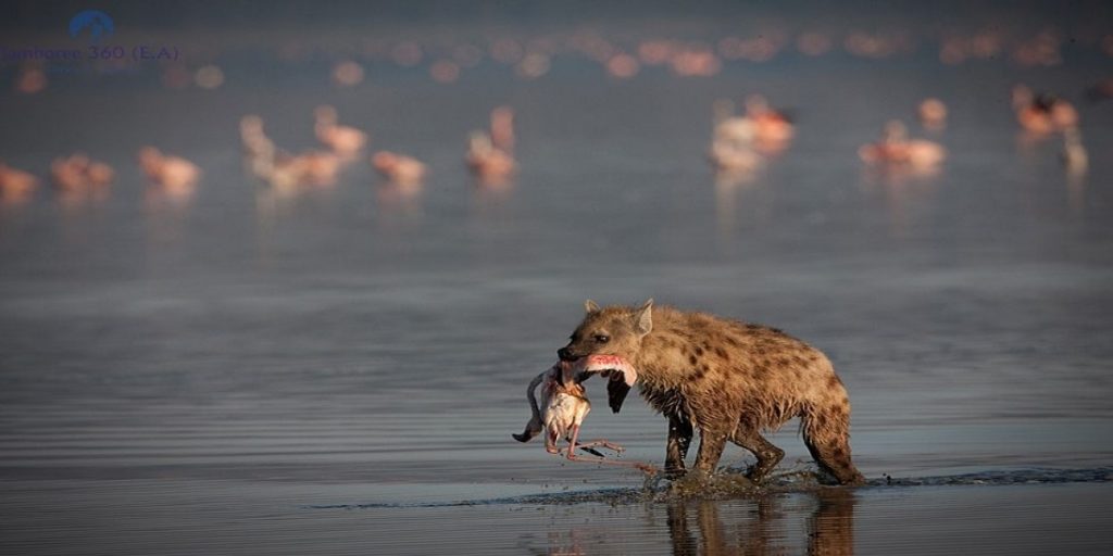 Lake Nakuru National Park kenya safaris