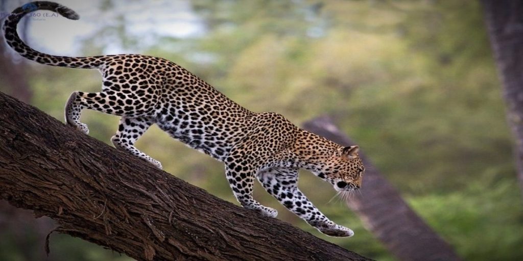 Samburu National Reserve Kenya Leopard tours