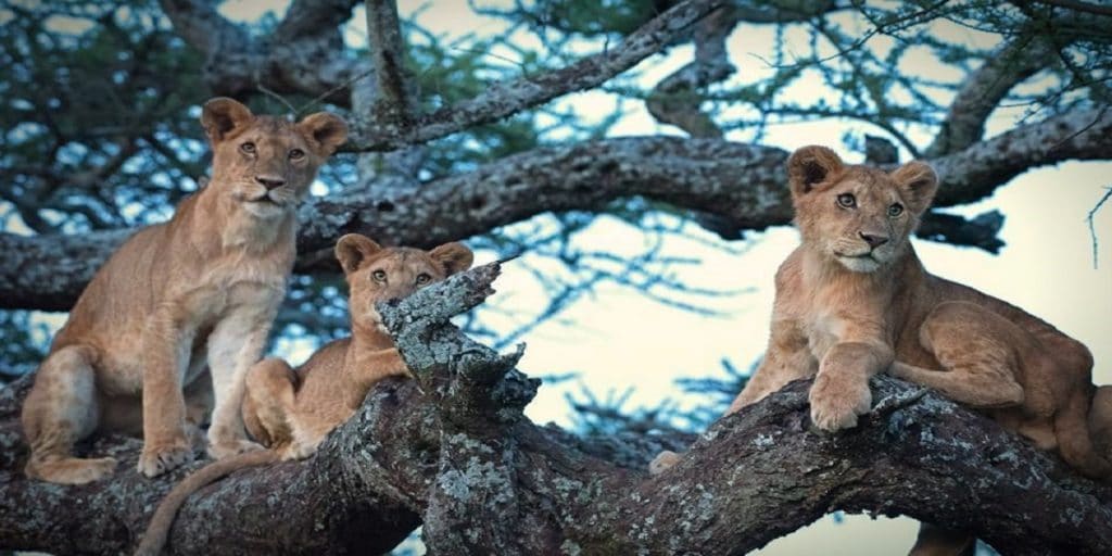 Tarangire National Park